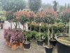 Photinia fraseri - ‘Red Robin’ - Korallberkenye (törzses)