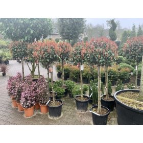  Photinia fraseri - ‘Red Robin’ - Korallberkenye (törzses)