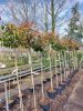 Photinia fraseri - ‘Red Robin’ - Korallberkenye (törzses)
