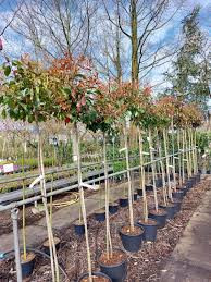 Photinia fraseri - ‘Red Robin’ - Korallberkenye (törzses)