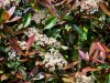 Photinia fraseri - ‘Red Robin’ - Korallberkenye (törzses)
