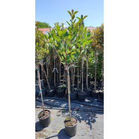   Photinia fraseri - ‘Red Robin’ - Korallberkenye (törzses)