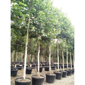 Platanus hispanica Alpen's Globe – Gömb platánfa