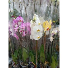 Phalaenopsis Multiflora Mix- Orchidea 