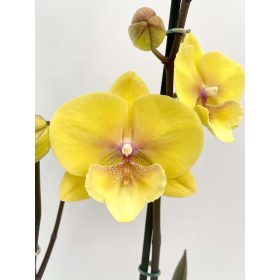 Phalaenopsis Multiflora Mix- Orchidea 