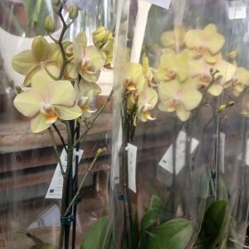 Phalaenopsis - Lepkeorchidea