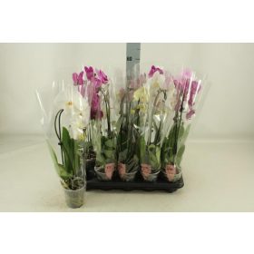 Phalaenopsis 'Aromio Honey'- Orchidea 