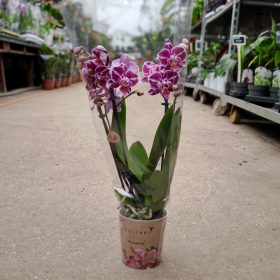 Phalaenopsis 'Diamond'- Orchidea 