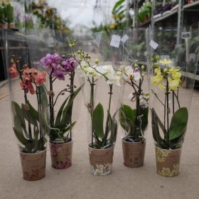 Phalaenopsis 'Aromio Honey'- Orchidea 