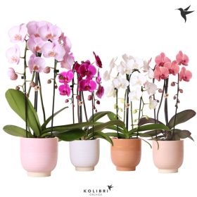 Phalaenopsis 'Niagara fall' - Orchidea kaspóban