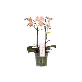 Phalaenopsis 'Aromio Honey'- Orchidea 