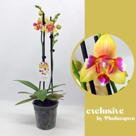 Phalaenopsis - Orchidea 