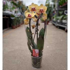 Phalaenopsis 'Ambiance' - Orchidea 