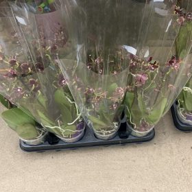 Phalaenopsis - Orchidea 