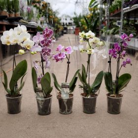 Phalaenopsis - orchidea mix