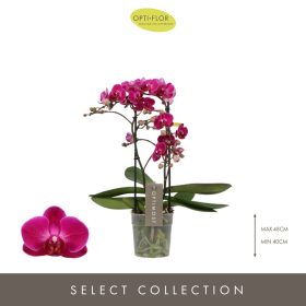 Phalaenopsis 'Aromio Honey'- Orchidea 