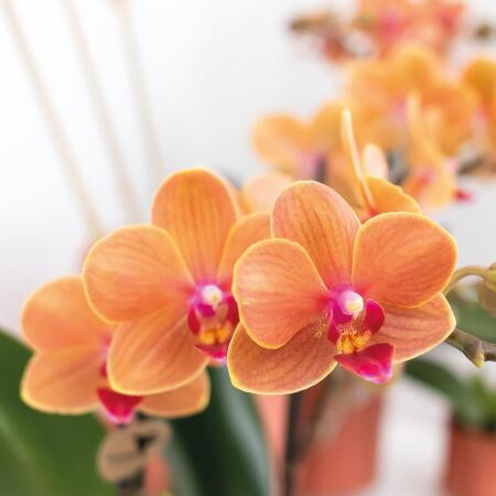Phalaenopsis Multiflora 'Oranje 2 spike - Lepkeorchidea