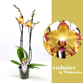 Phalaenopsis 'Papagayo' - Orchidea 