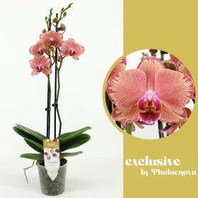 Phalaenopsis 'Pirate pico' - Orchidea 
