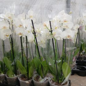 Phalaenopsis Multiflora Mix- Orchidea 
