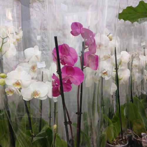 Phalaenopsis Multiflora Mix- Orchidea 