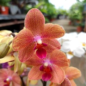 Phalaenopsis Multiflora Mix- Orchidea 