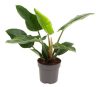 Philodendron 'Imperial Green' - Filodendron