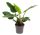 Philodendron 'Imperial Green' - Filodendron