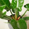 Philodendron 'Imperial Green' - Filodendron