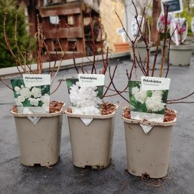 Philadelphus mix - Jezsámen mix (11cm)