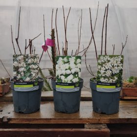 Philadelphus mix - Jezsámen mix (14cm)