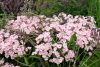 Phlox paniculata Famous Light pink - Lángvirág