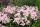 Phlox paniculata Famous Light pink - Lángvirág