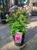 Phlox paniculata Famous Light pink - Lángvirág