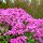 Phlox paniculata Garden Girls 'Dream Girl' - Lángvirág