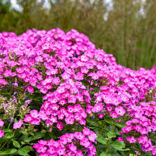 Phlox paniculata Garden Girls 'Dream Girl' - Lángvirág