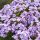 Phlox paniculata Garden Girls 'Fancy Girl' - Lángvirág