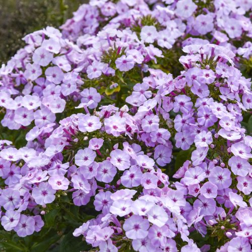 Phlox paniculata Garden Girls 'Fancy Girl' - Lángvirág