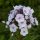 Phlox paniculata Garden Girls 'Party Girl' - Lángvirág
