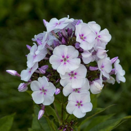 Phlox paniculata Garden Girls 'Party Girl' - Lángvirág