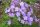 Phlox paniculata JS 'Queen Paola' - Lángvirág