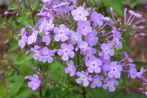 Phlox paniculata JS 'Queen Paola' - Lángvirág