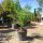 Phoenix canariensis - Datolyapálma