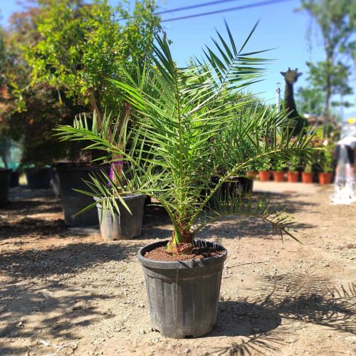 Phoenix canariensis - Datolyapálma