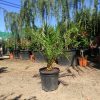 Phoenix canariensis - Datolyapálma