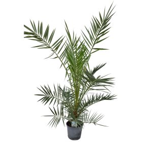 Phoenix canariensis - Datolyapálma