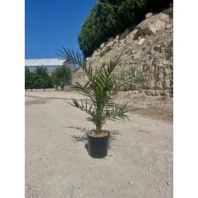 Phoenix canariensis - Datolyapálma