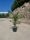 Phoenix canariensis - Datolyapálma