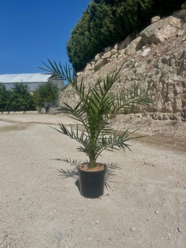 Phoenix canariensis - Datolyapálma