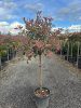 Photinia fraseri ‘Pink Marble’ - Törzses Korallberkenye